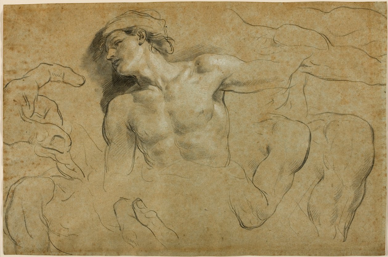 Studi di mani, spalle e una gamba da Carlo Cignani