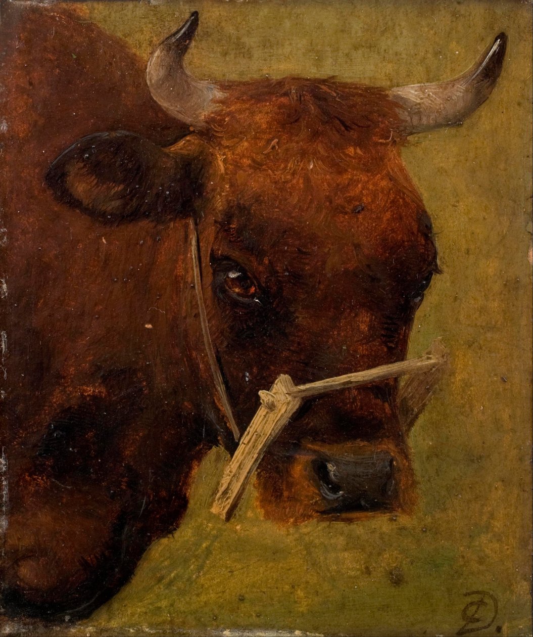 Testa di mucca. Studio. da Carlo Dalgas