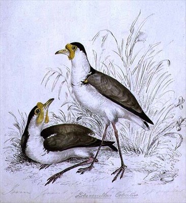 Piro piro da Caroline Louisa Atkinson