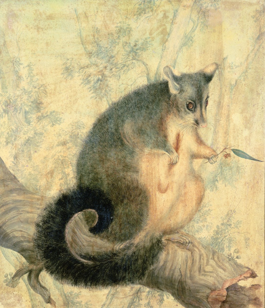 Il opossum da Caroline Louisa Atkinson
