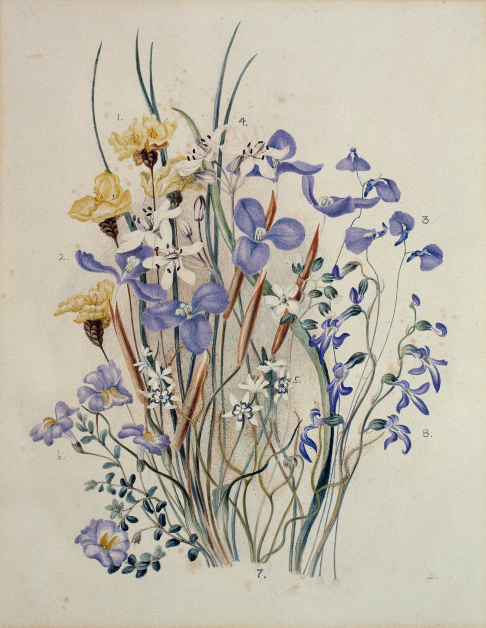 Fiori di primavera, XIX secolo da Caroline Louisa Meredith