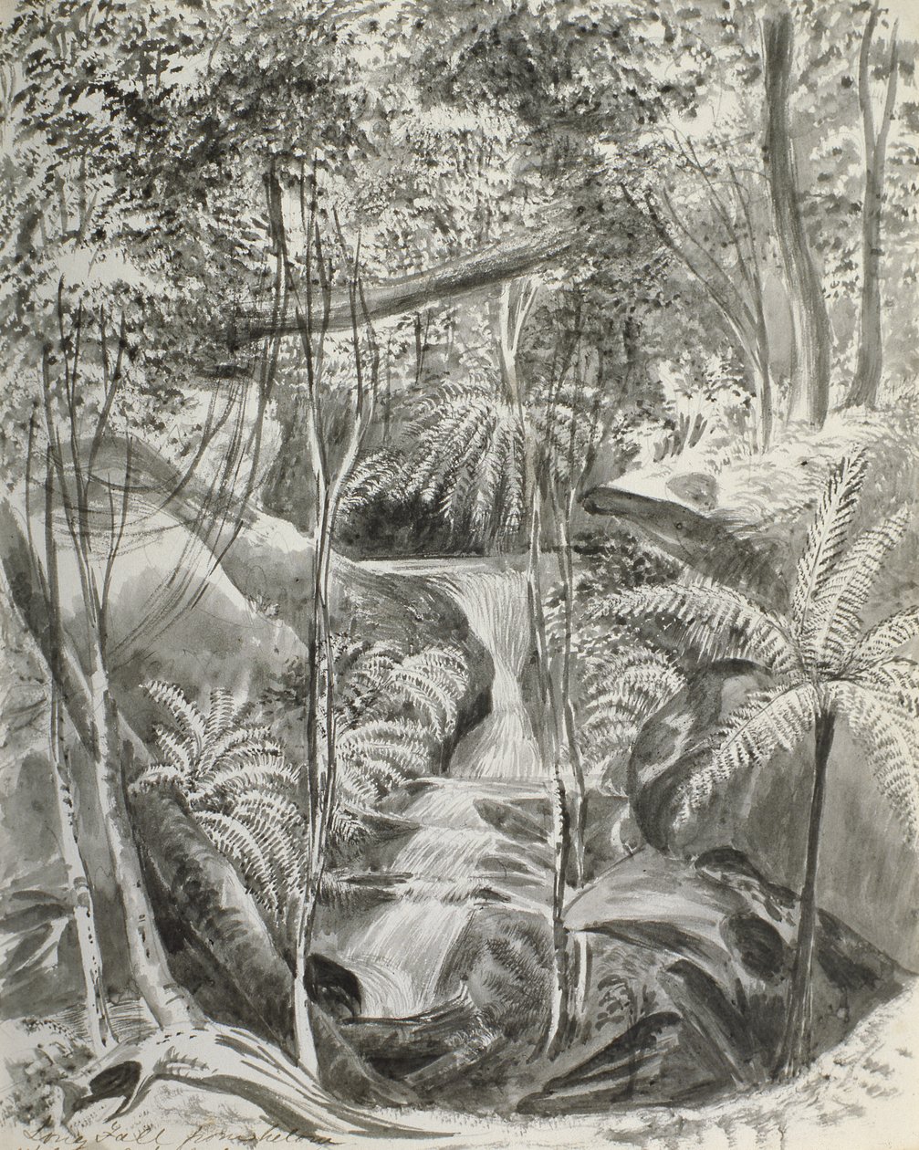 Studio della giungla, XIX secolo da Caroline Louisa Meredith