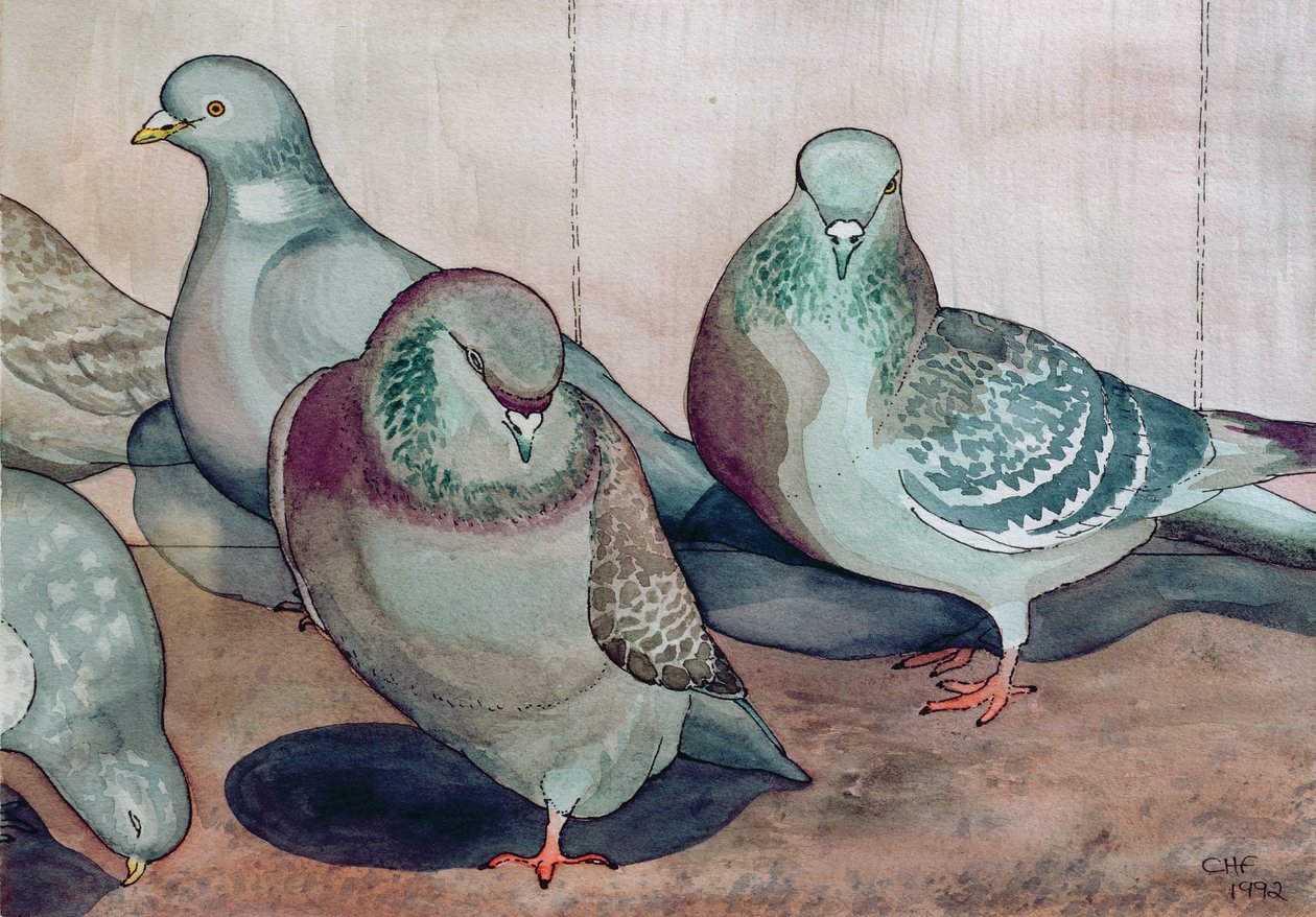 Piccioni da Carolyn Hubbard Ford