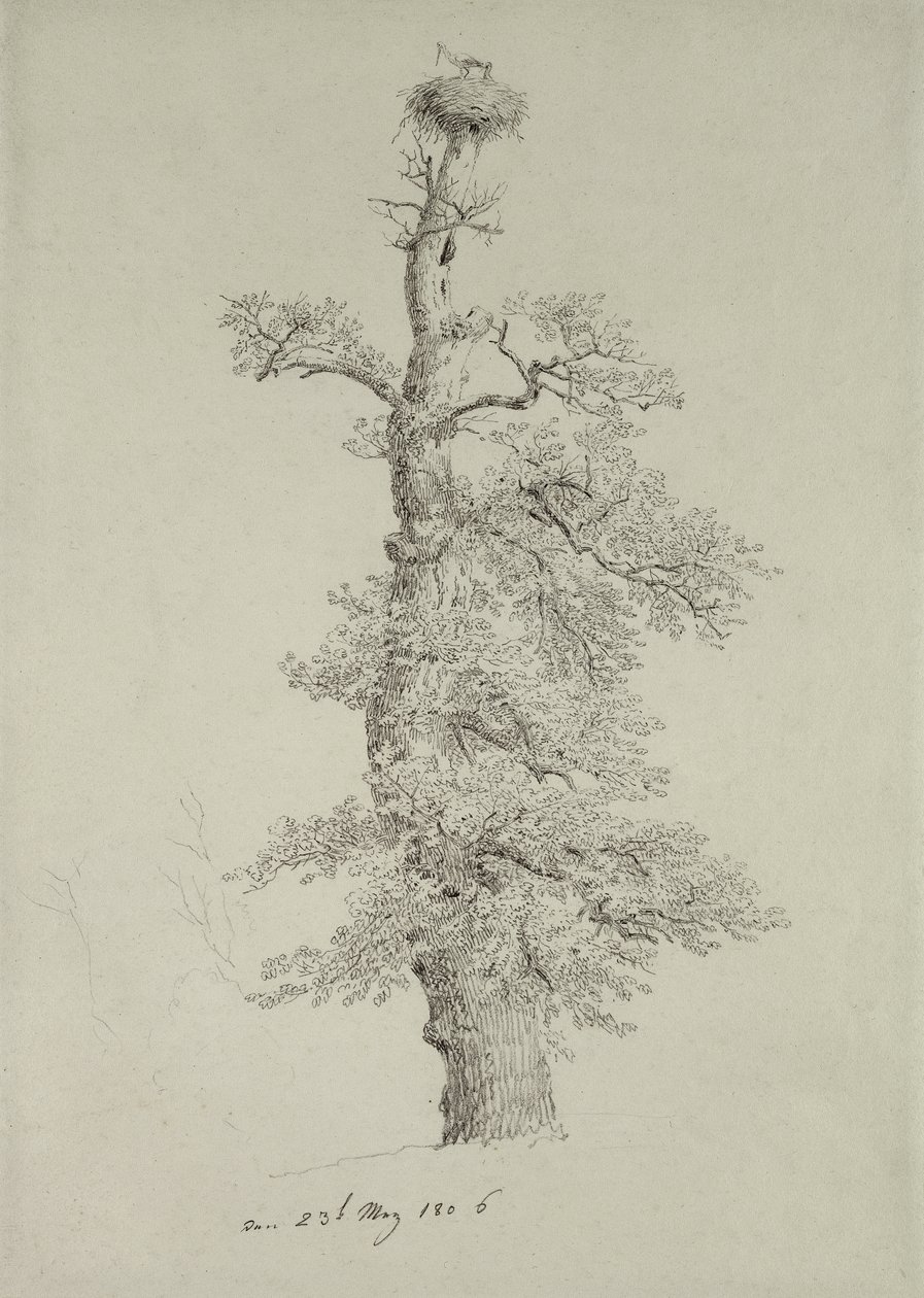 Antica quercia con un nido di cicogna, 23 maggio 1806 da Caspar David Friedrich