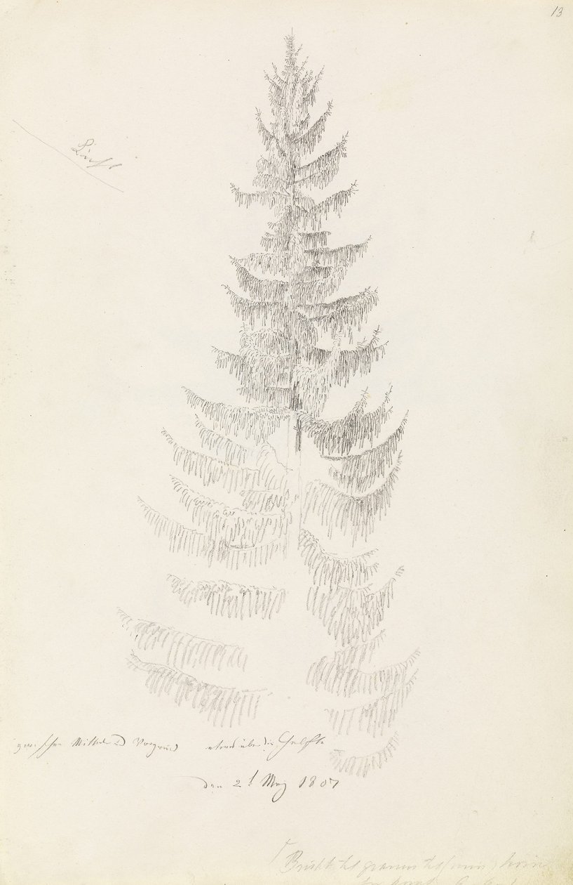 Abete rosso da Caspar David Friedrich