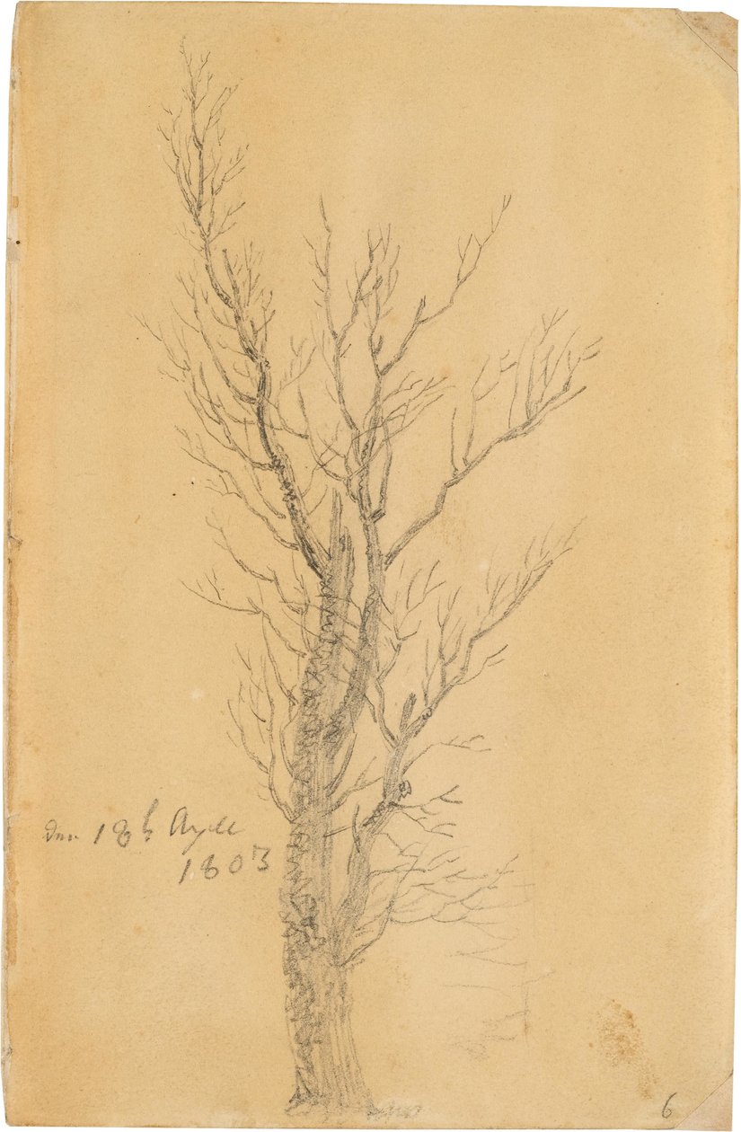Tedesco: Baumstudie Studio di un albero da Caspar David Friedrich