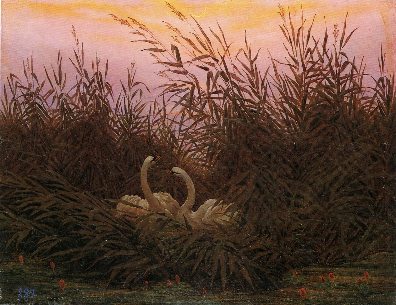 Tedesco: Schwäne im Schilf beim ersten Morgenrot Cigni nel canneto alla prima alba da Caspar David Friedrich