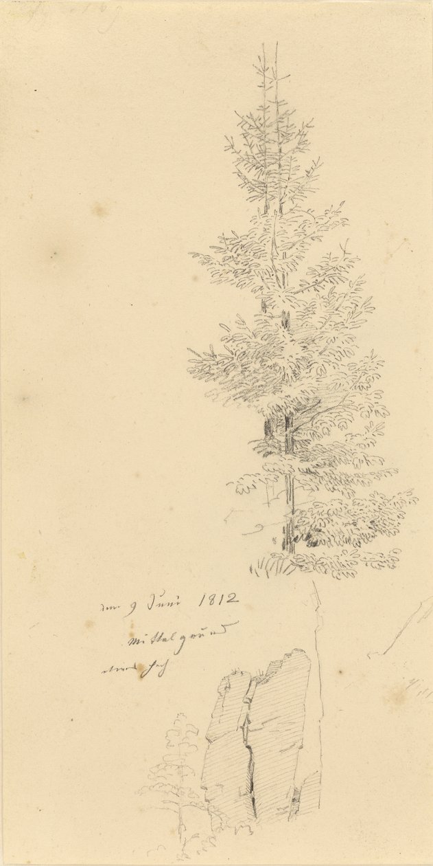 Tedesco: Studie mit Fichten und Felsen Studio di abeti rossi e di una roccia da Caspar David Friedrich