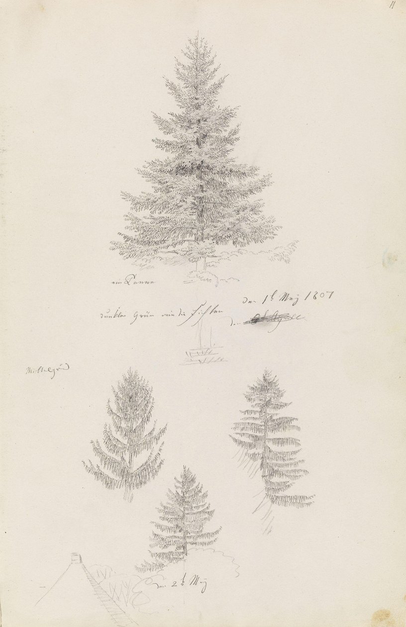 Abete e tre studi di abete rosso da Caspar David Friedrich