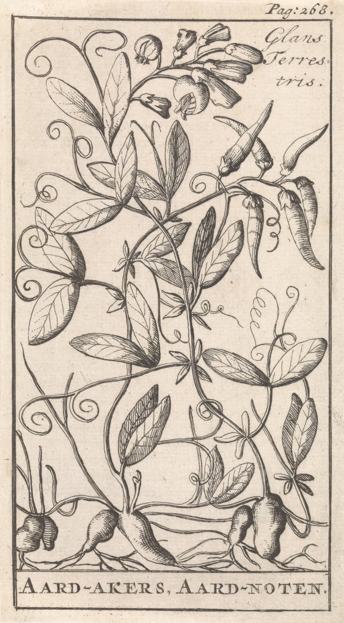 Arachide da Caspar Luyken