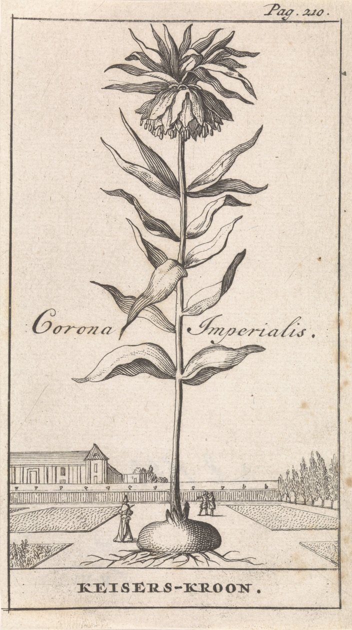 Corona imperiale da Caspar Luyken