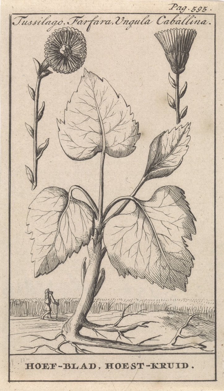 Farfara con tussilagine da Caspar Luyken