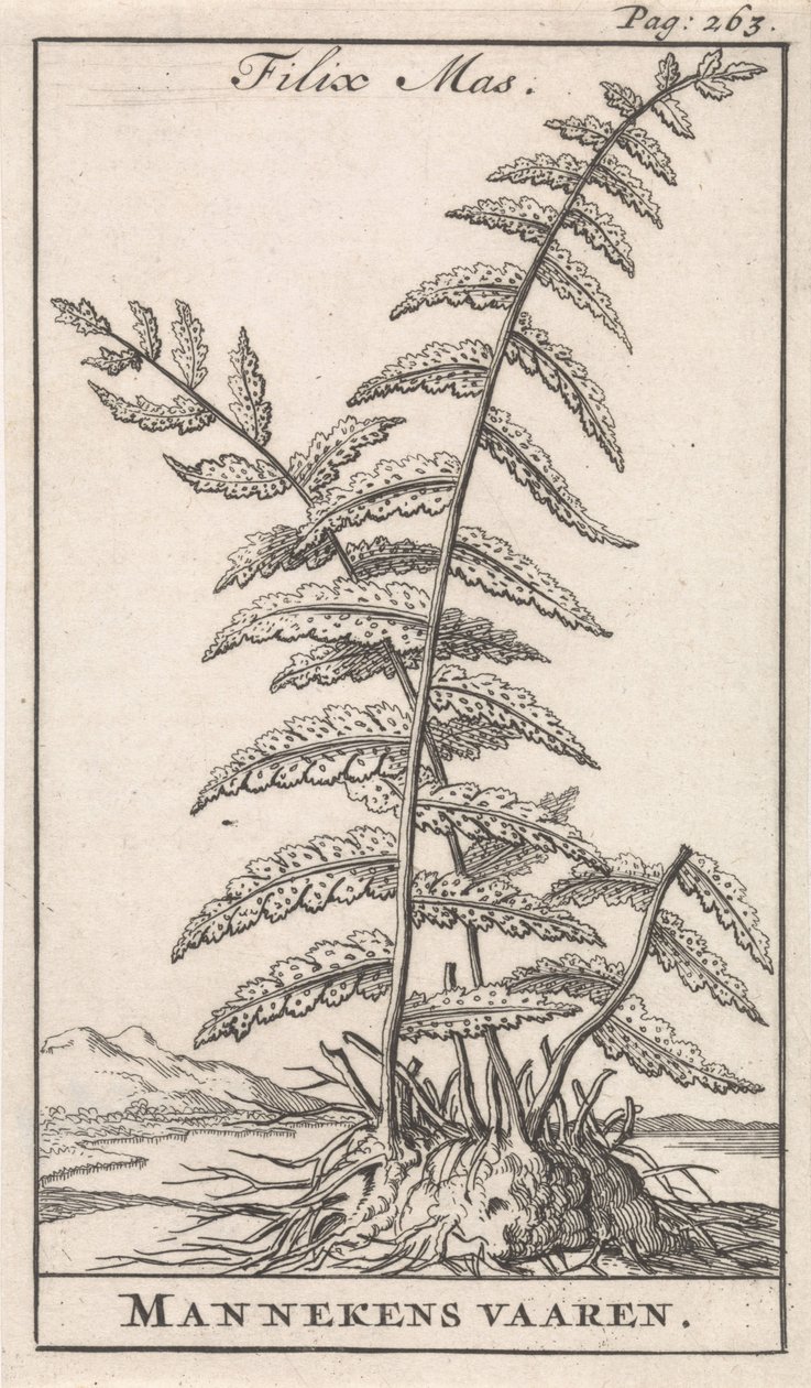 Felce maschio da Caspar Luyken