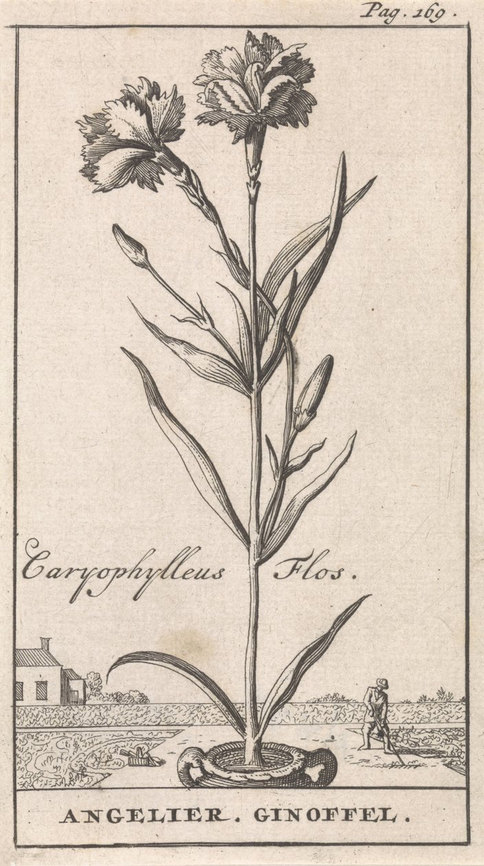 Pagina del titolo e otto stampe con fiori da Caspar Luyken
