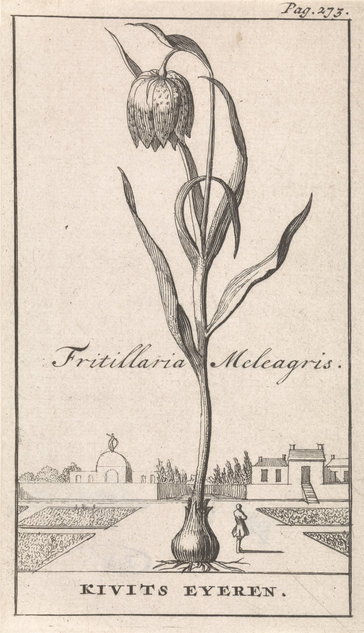 Pagina del titolo e otto stampe con fiori da Caspar Luyken