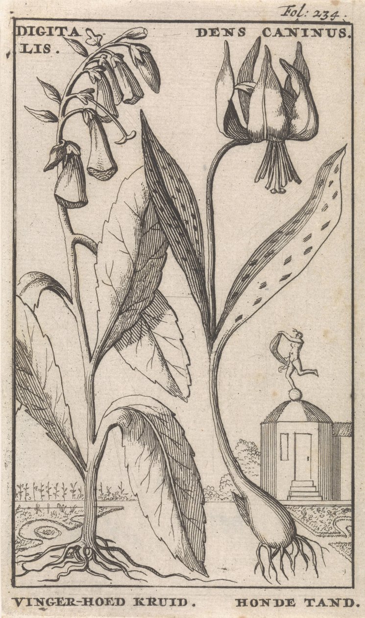 Pagina del titolo e otto stampe con fiori da Caspar Luyken