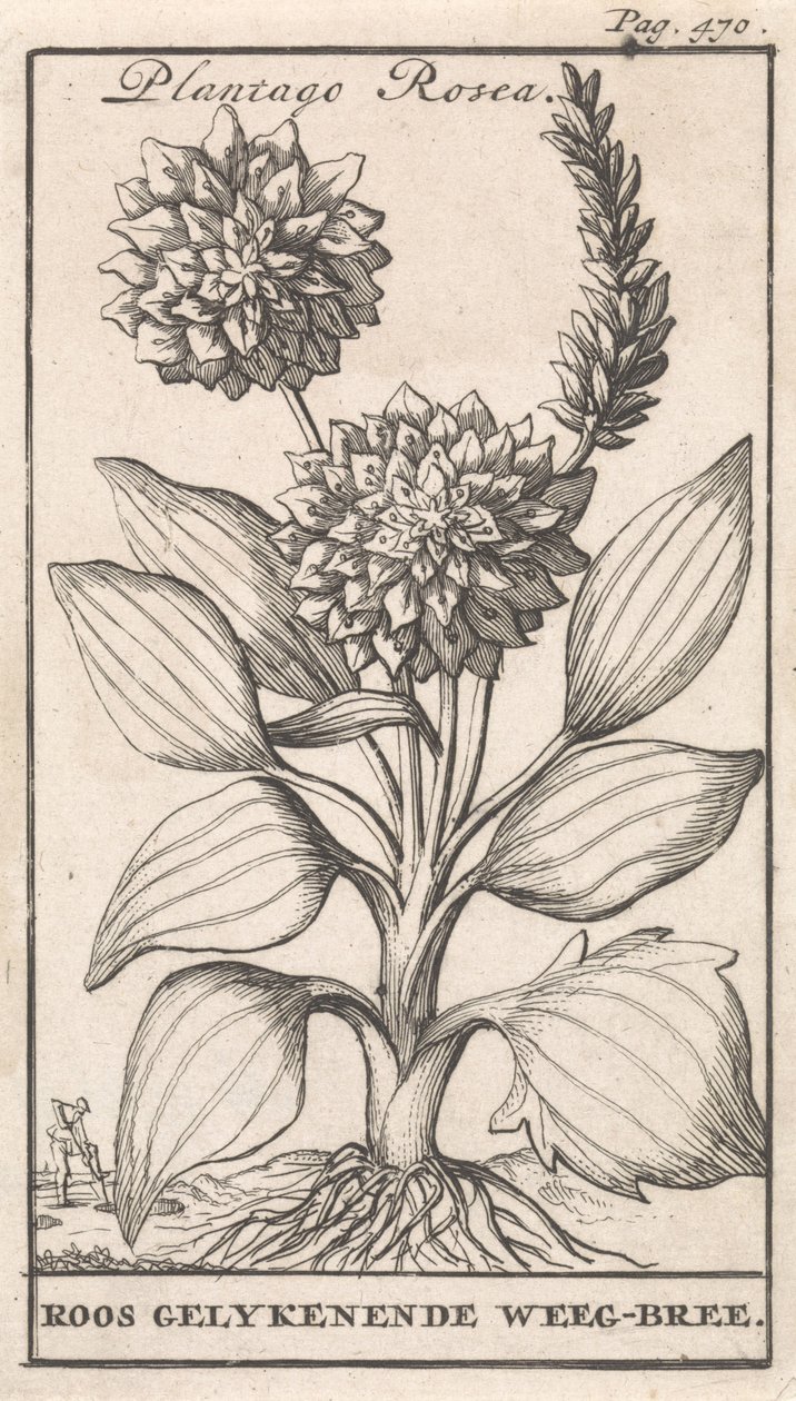 Pagina del titolo e otto stampe con fiori da Caspar Luyken