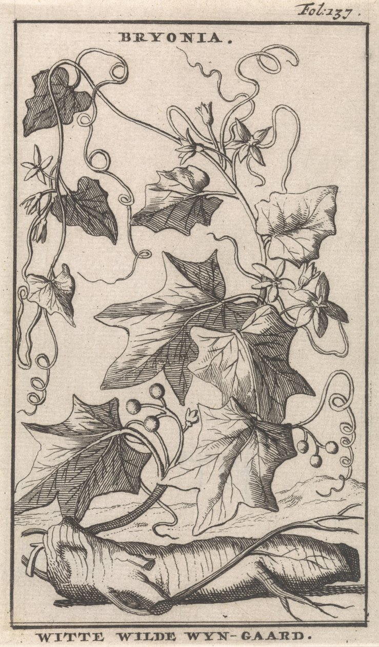 Edera bianca da Caspar Luyken