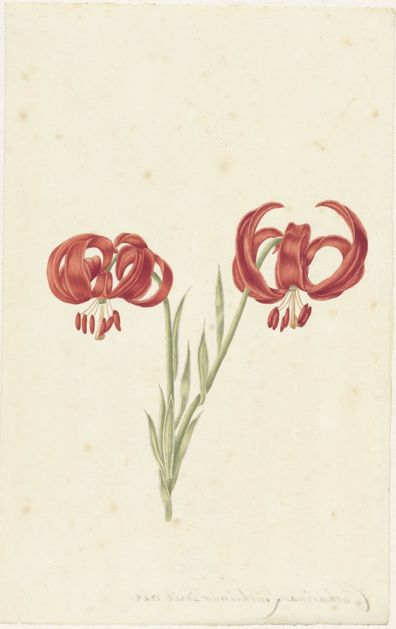 Giglio rosso da Catharina Lintheimer