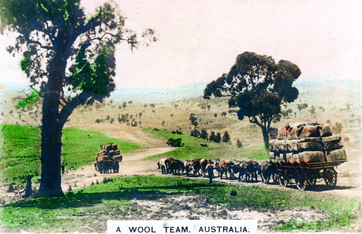 Un team di lana, Australia, c1920s da Cavenders Ltd