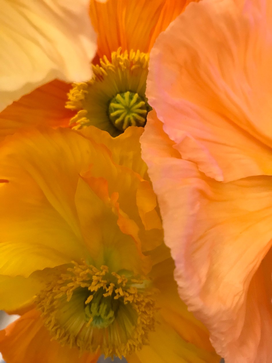 Composizione - Fiori, 2019 (foto) da Cécile Jamet