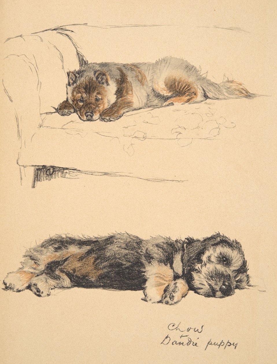 Cucciolo di Chow e Dandie, 1930, Illustrazioni dal suo Sketch Book per 