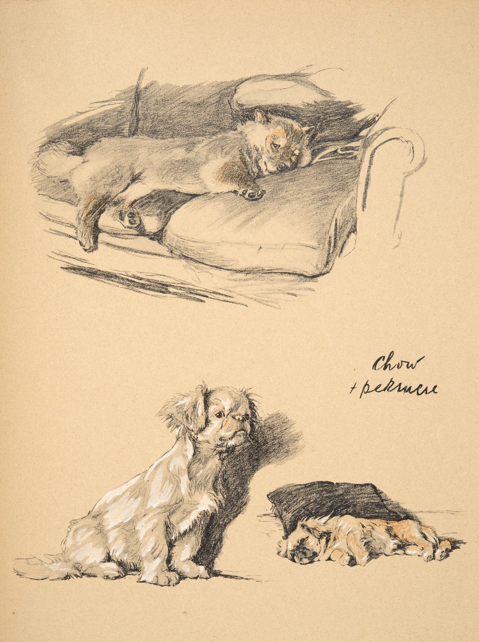 Chow e Pechinese, 1930, Illustrazioni dal suo Sketch Book usato per 