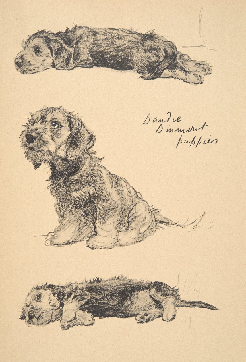Cuccioli di Dandie Dinmont, 1930, illustrazioni dal suo Sketch Book usato per 