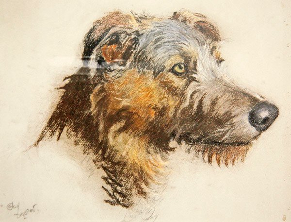Levriero scozzese da Cecil Charles Windsor Aldin