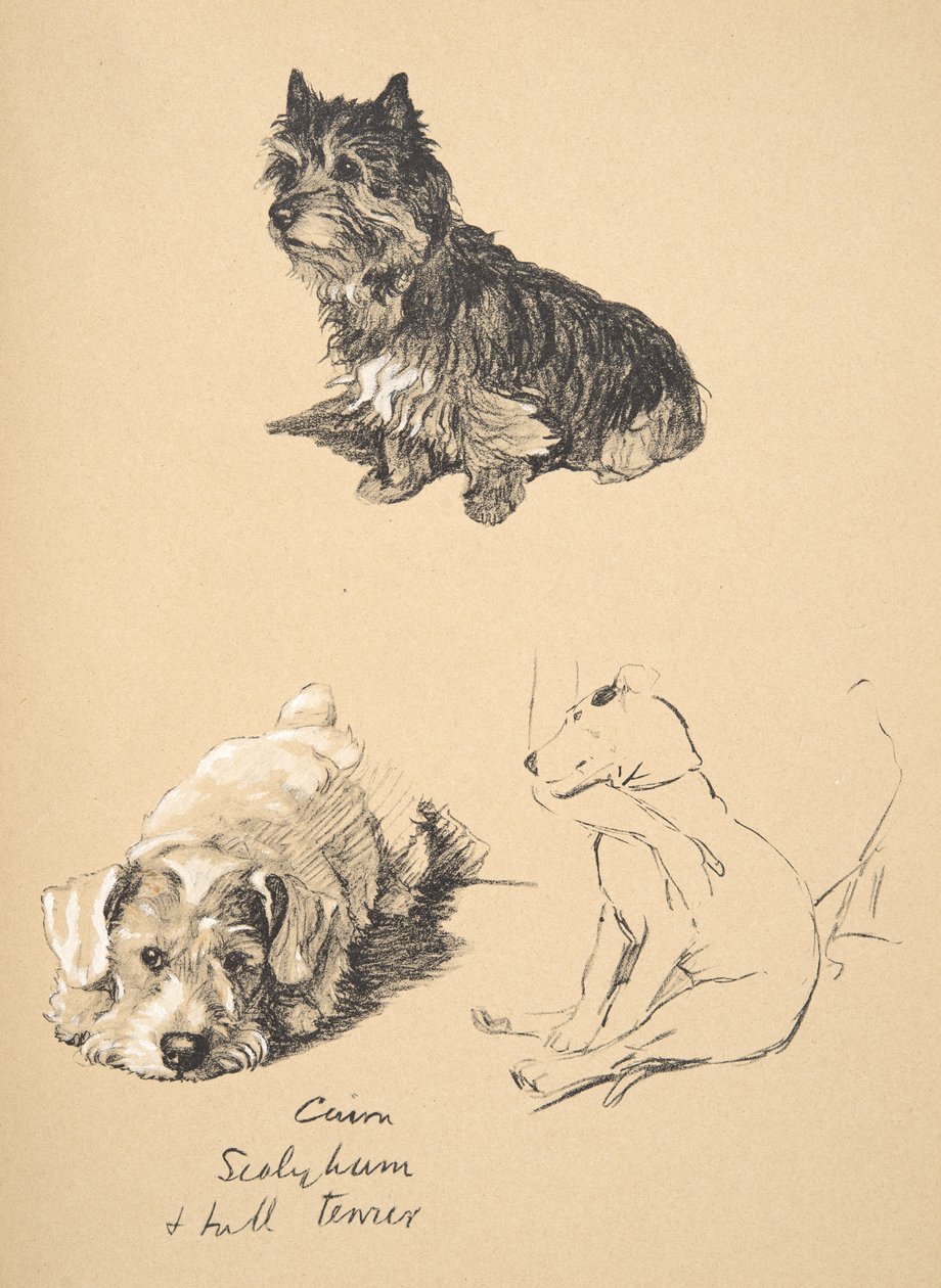 Cairn, Sealyham e Bull Terrier, 1930, Illustrazioni dal suo Sketch Book usato per Just Among Friends, Aldin, Cecil Charles Windsor (1870-1935), successivamente pubblicato da Eyre and Spottiswoode Limited, 1934 da Cecil Charles Windsor Aldin