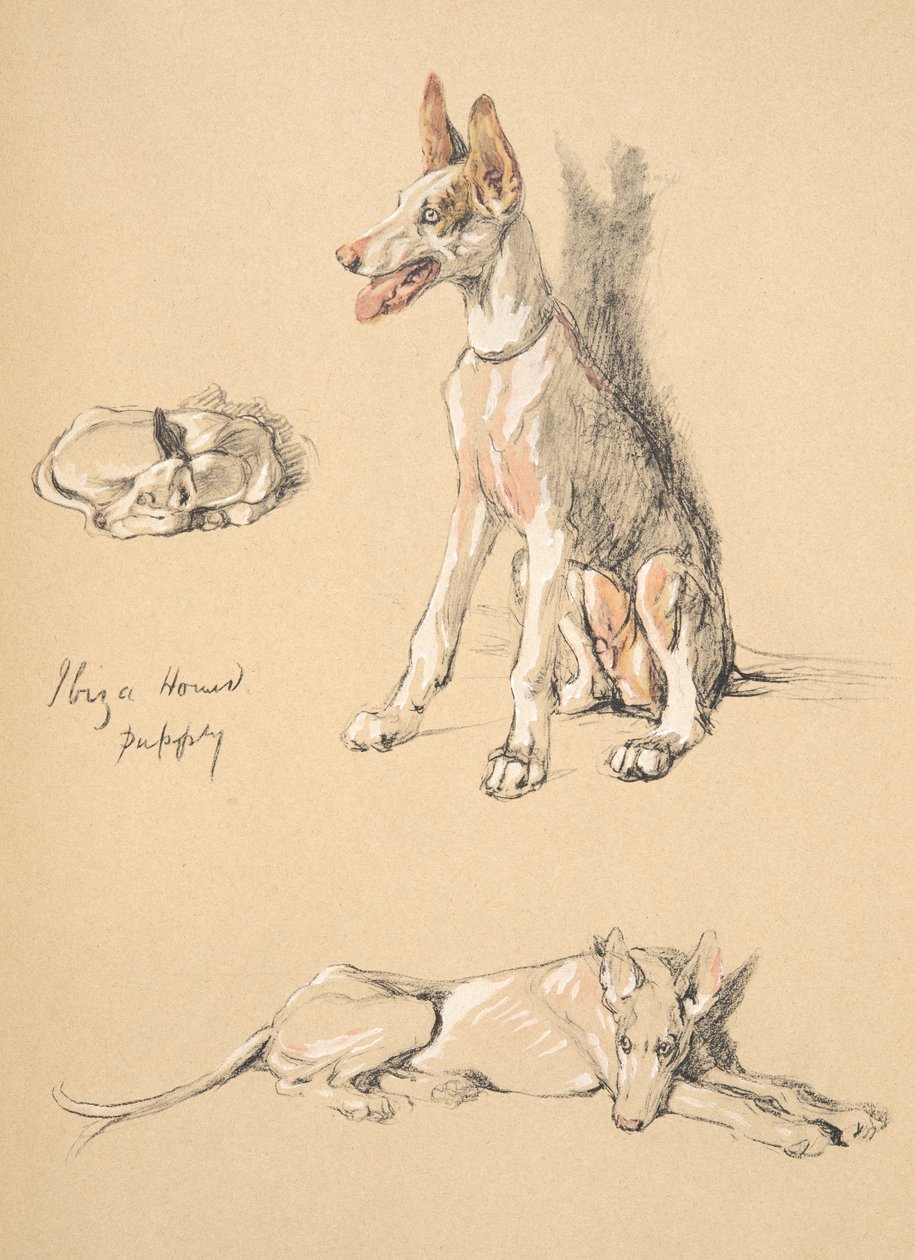 Cucciolo di Cane di Ibiza, 1930, Illustrazioni dal suo Sketch Book usato per Just Among Friends, Aldin, Cecil Charles Windsor (1870-1935), successivamente pubblicato da Eyre and Spottiswoode Limited, 1934 da Cecil Charles Windsor Aldin