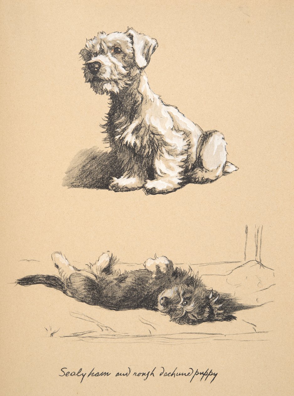 Sealyham e Cucciolo di Rough Dachund, 1930, Illustrazioni dal suo Sketch Book usate per Just Among Friends, pubblicato successivamente da Eyre e Spottiswoode Limited, 1934 da Cecil Charles Windsor Aldin