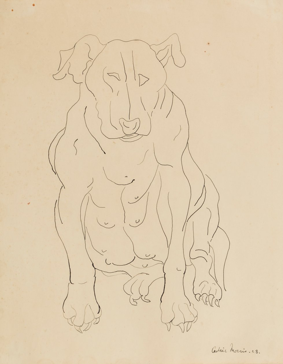 Il bulldog di Nancy Morris da Cedric Morris