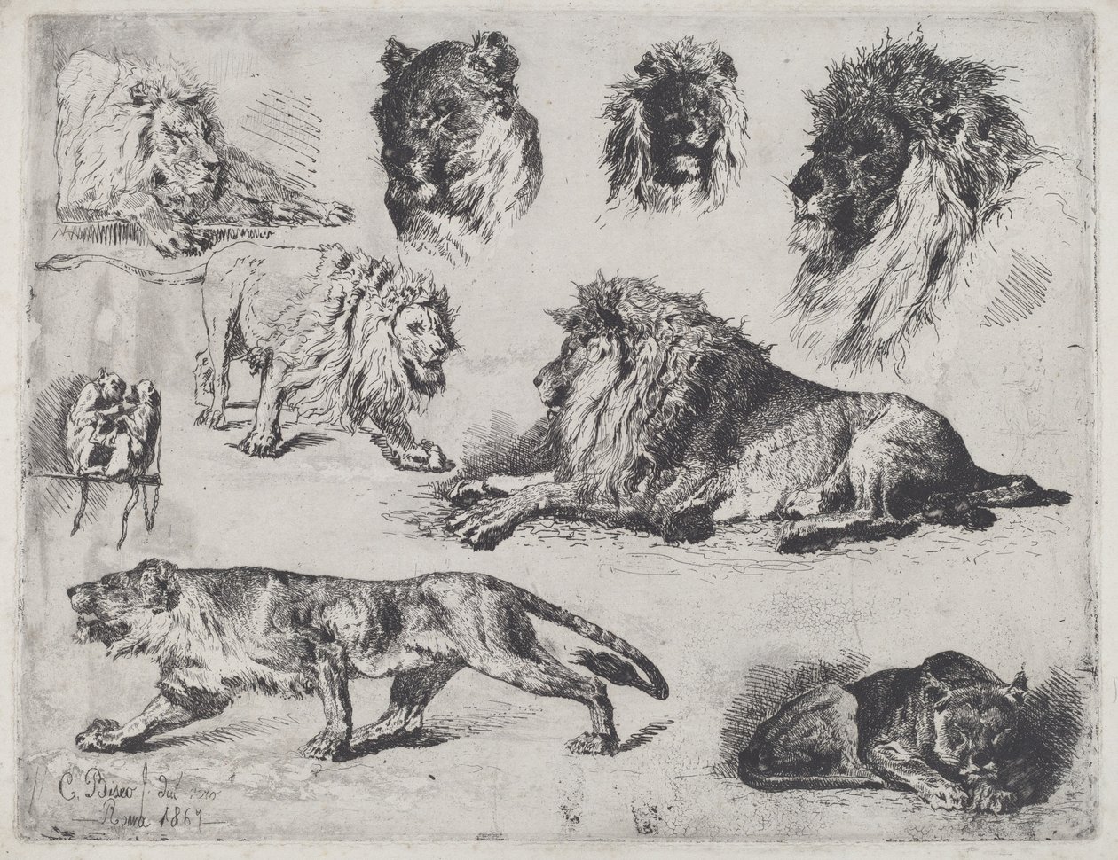 Studio di leoni da Cesare Biseo