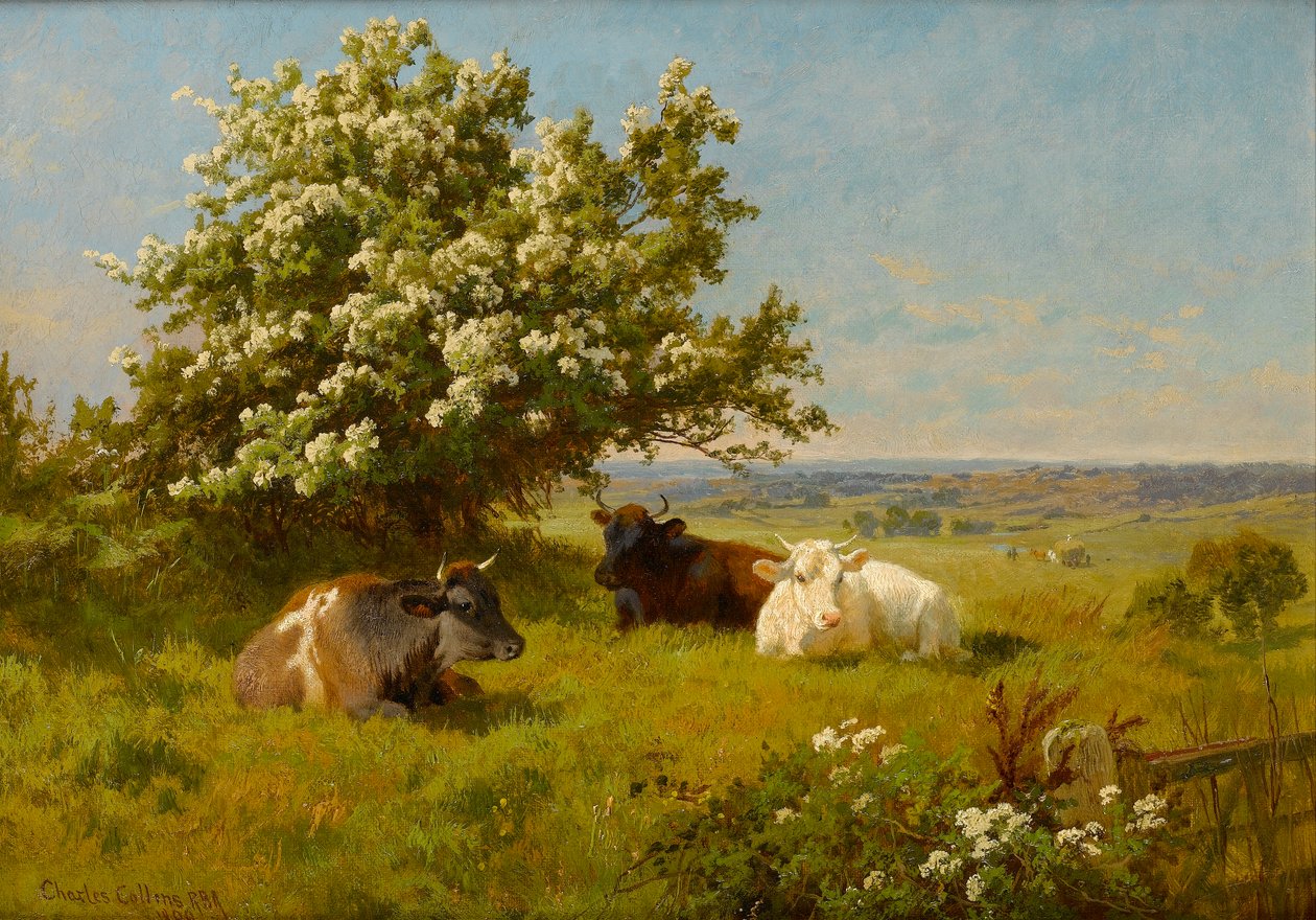 Mucche in un prato, 1899 da Charles Collins