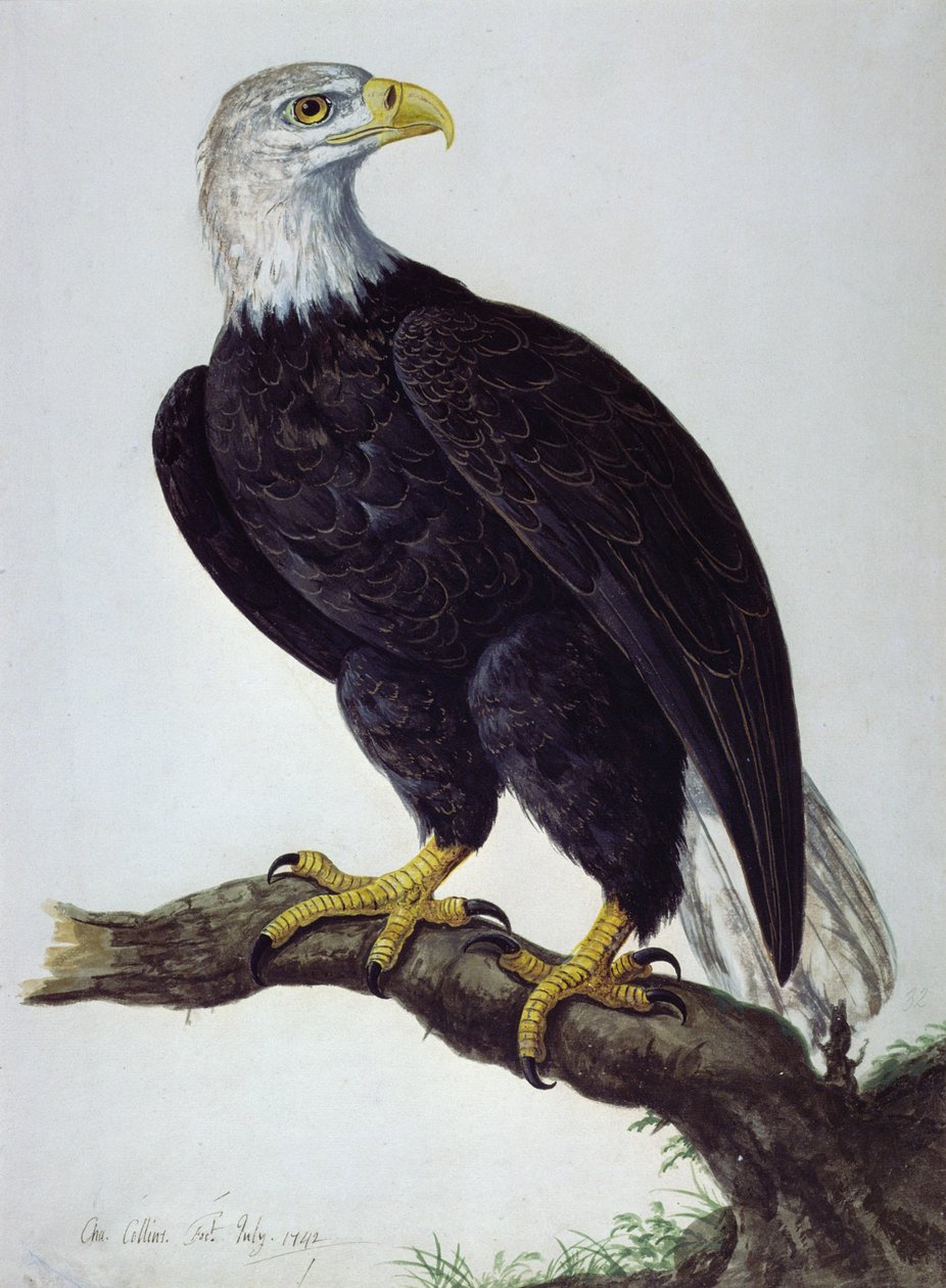 Aquila di mare dalla testa bianca da Charles Collins