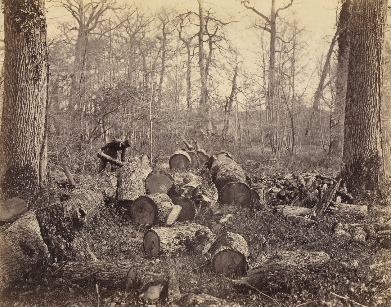 Foresta di Fontainebleau da Charles Famin