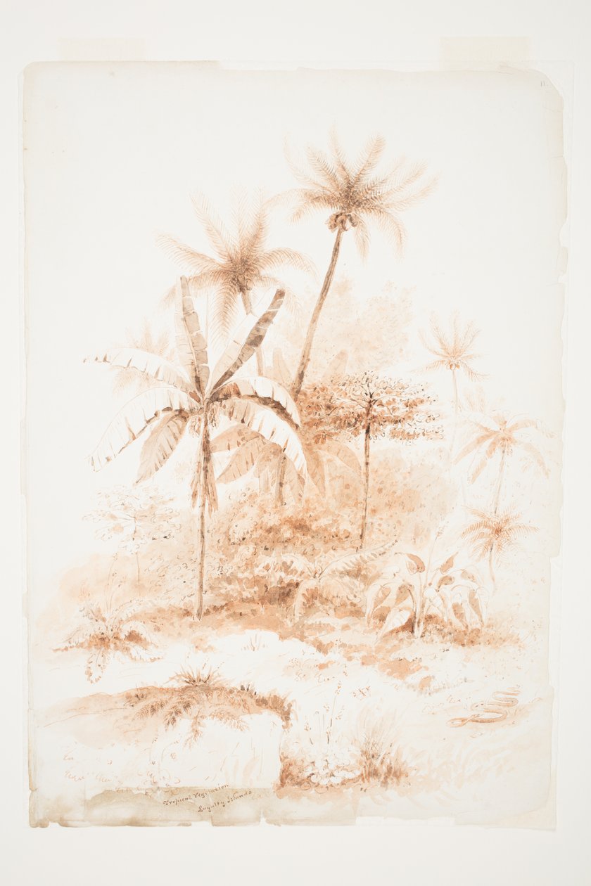 Vegetazione tropicale, Isole della Lealtà da Charles Heaphy