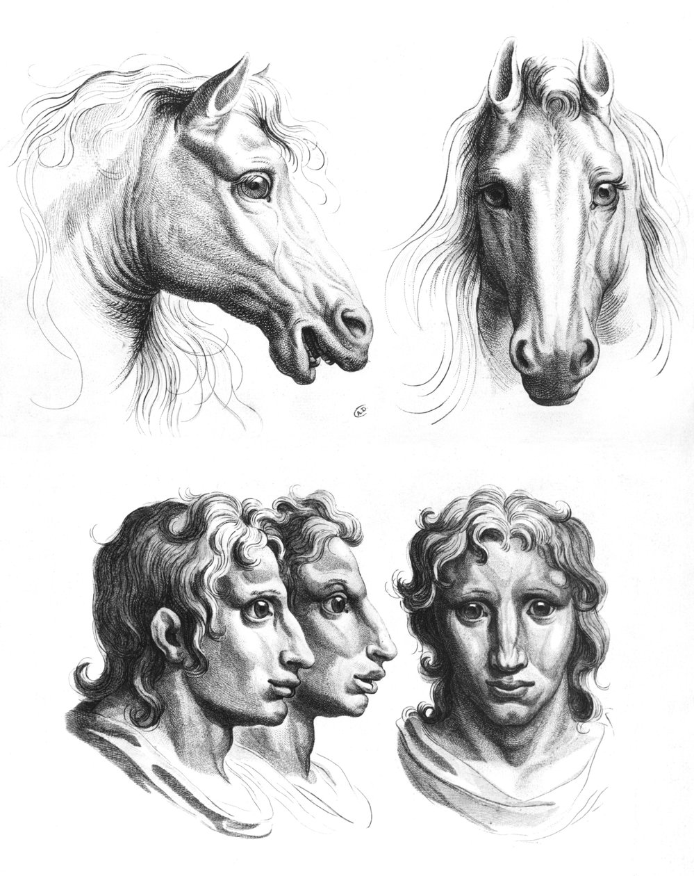 Somiglianze tra le teste di un cavallo e di un uomo, da 