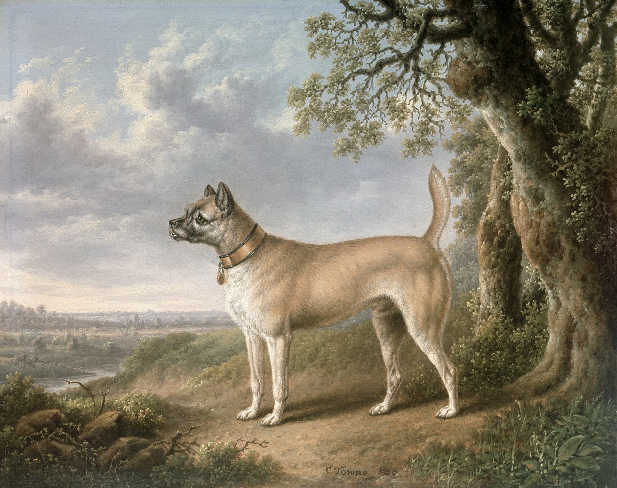 Un Terrier su un sentiero in un paesaggio boscoso da Charles Towne