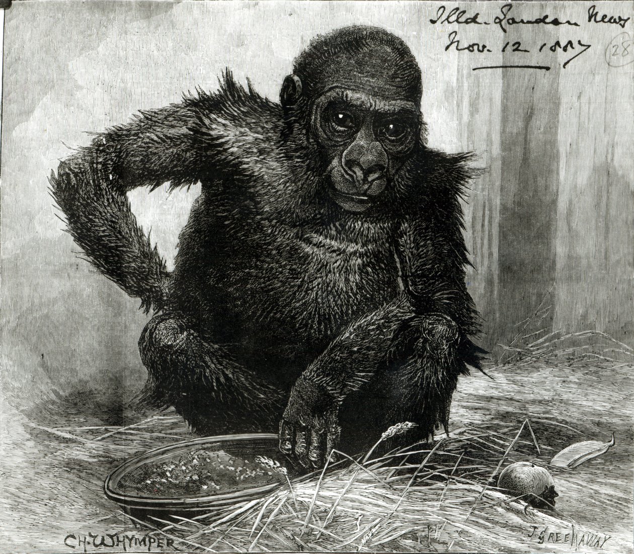 Il gorilla nei giardini della Società Zoologica, da 