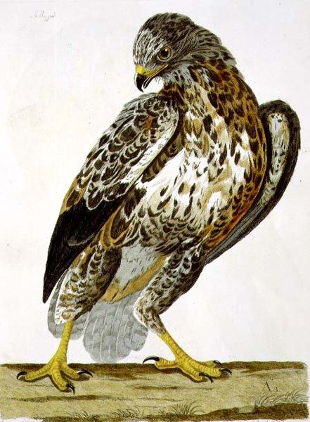 La poiana (Buteo buteo), tavola da 