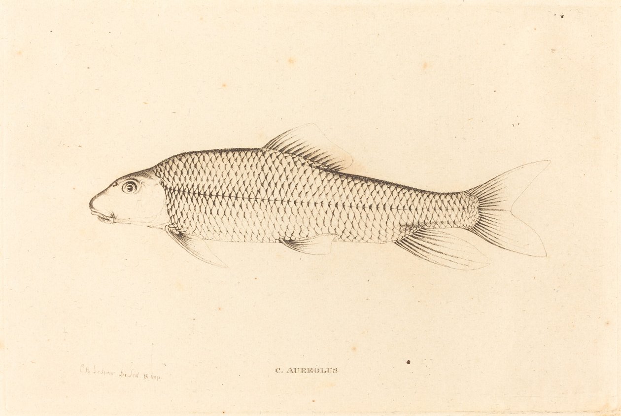 C. Aureolus da Charles Alexandre Lesueur