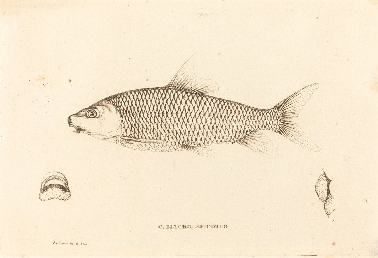 C. Macrolepidotus da Charles Alexandre Lesueur
