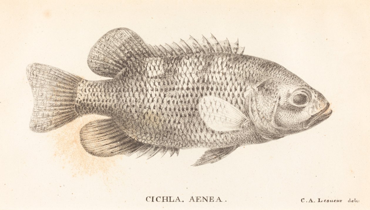 Cichla, Aenea da Charles Alexandre Lesueur