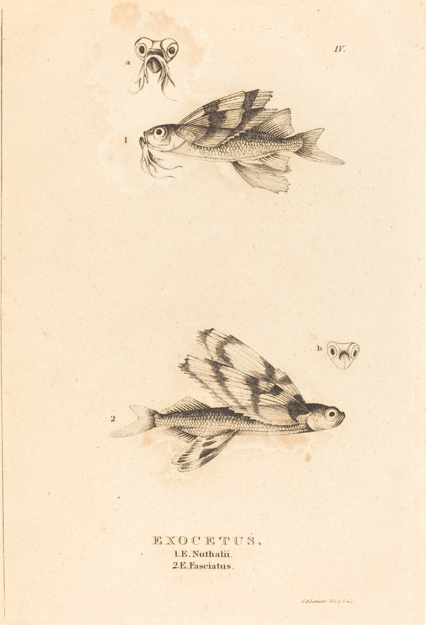 Exocetus da Charles Alexandre Lesueur