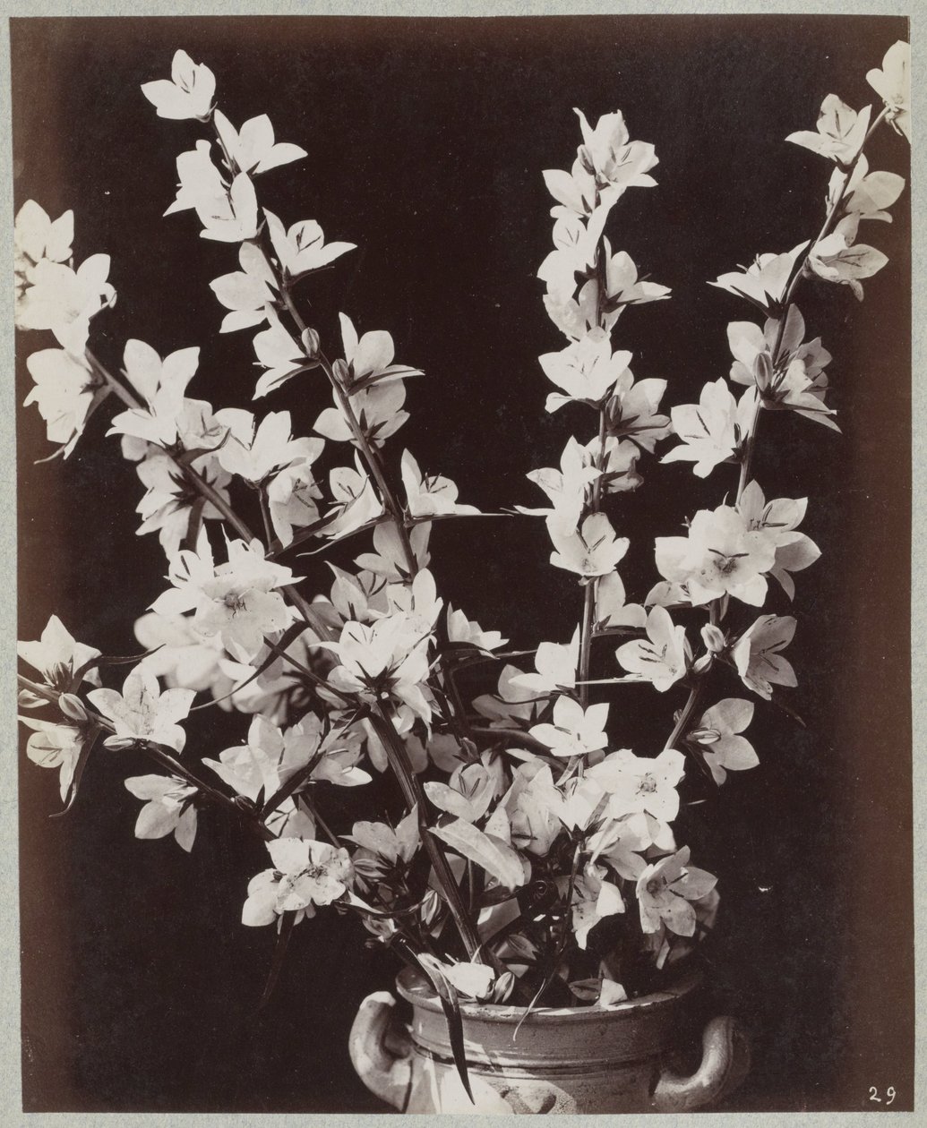Studio di fiori con vaso di Colonia da Charles Aubry (manner of)
