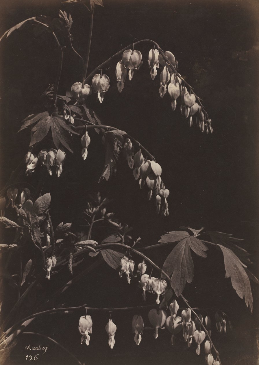 Natura morta floreale Cuori sanguinanti, c. 1865 da Charles Aubry