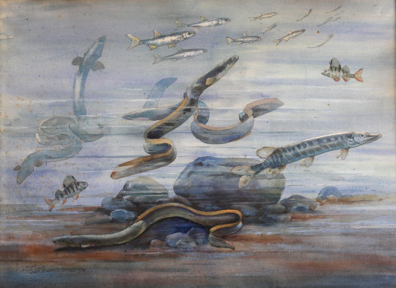 Pesci marini, c.1907 da Charles Bernier