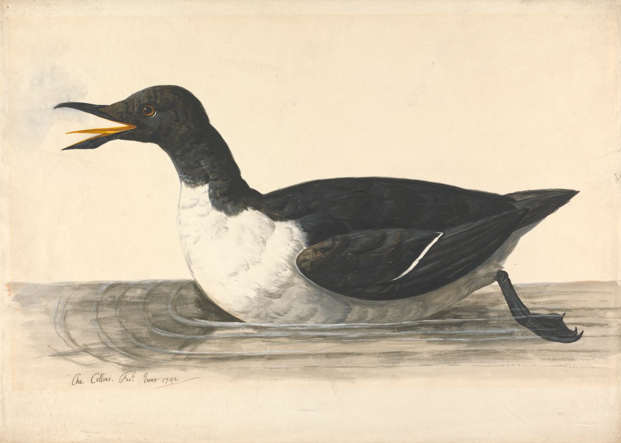 Un uria, giugno 1742 da Charles Collins